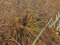 Fimbristylis vahlii