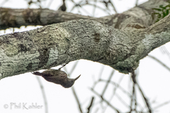 Lepidocolaptes duidae