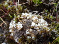 Paepalanthus lodiculoides