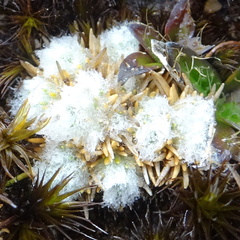 Paepalanthus lodiculoides