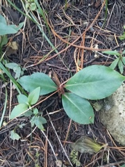 Ternstroemia