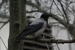 Corvus cornix