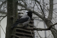Corvus cornix