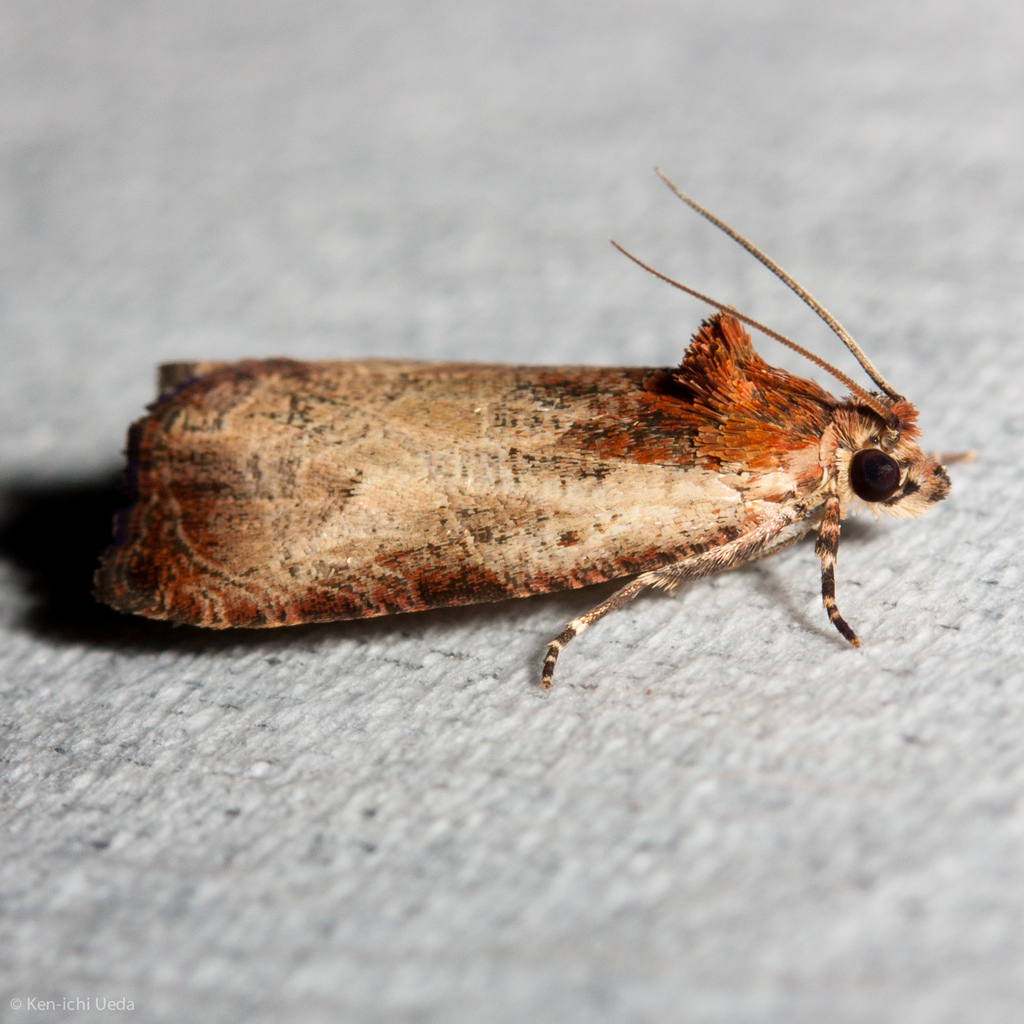 Inornate Olethreutes Moth