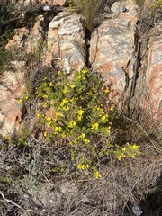 Aspalathus citrina