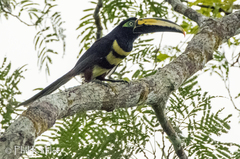 Pteroglossus pluricinctus