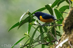 Euphonia rufiventris