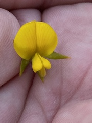 Aspalathus citrina