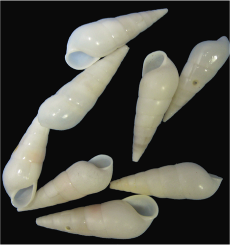 Melanella cumingii observed 2004-12-18