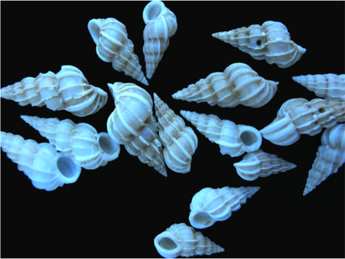 Gyroscala commutata observed 2004-12-18