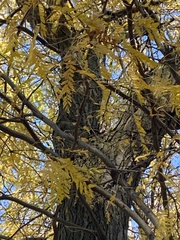 Gleditsia triacanthos