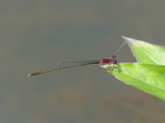 Enallagma dubium