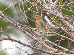 Erithacus rubecula