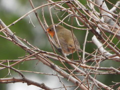 Erithacus rubecula
