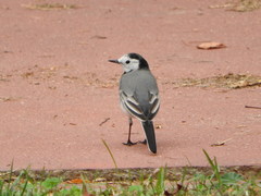 Motacilla alba