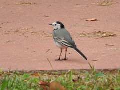 Motacilla alba