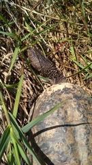 Acanthochelys spixii