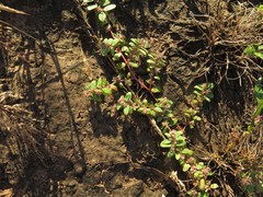 Euphorbia humistrata