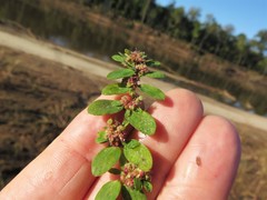 Euphorbia humistrata