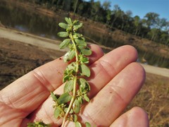 Euphorbia humistrata