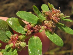 Euphorbia humistrata