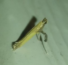 Caloptilia azaleella