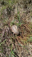 Acanthochelys spixii