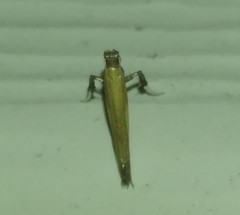 Caloptilia azaleella