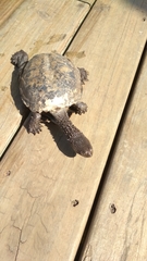 Acanthochelys spixii