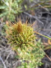 Berkheya barbata