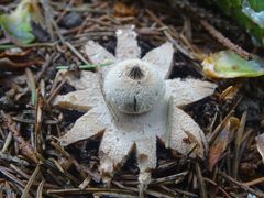 Geastrum striatum