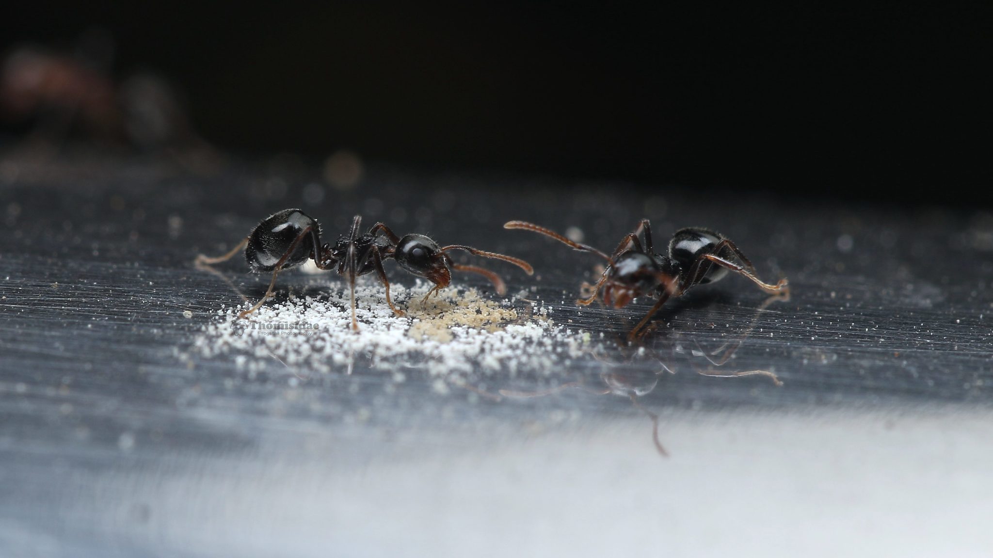 Dolichoderus taprobanae