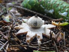 Geastrum striatum