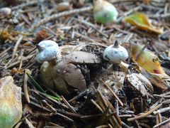 Geastrum striatum