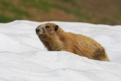 Marmota olympus
