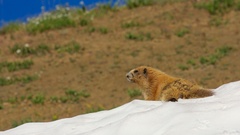 Marmota olympus