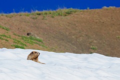 Marmota olympus