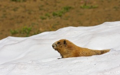 Marmota olympus