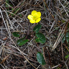 Ranunculus peruvianus