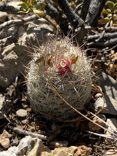 Pelecyphora tuberculosa