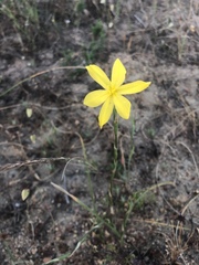 Moraea lewisiae