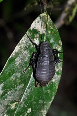 Archiblatta beccarii