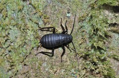 Archiblatta beccarii