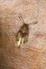 Psammoecus trimaculatus