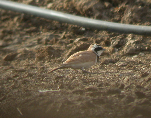 Temminck's Lark (Eremophila bilopha), photo 2