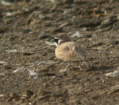 Eremophila bilopha