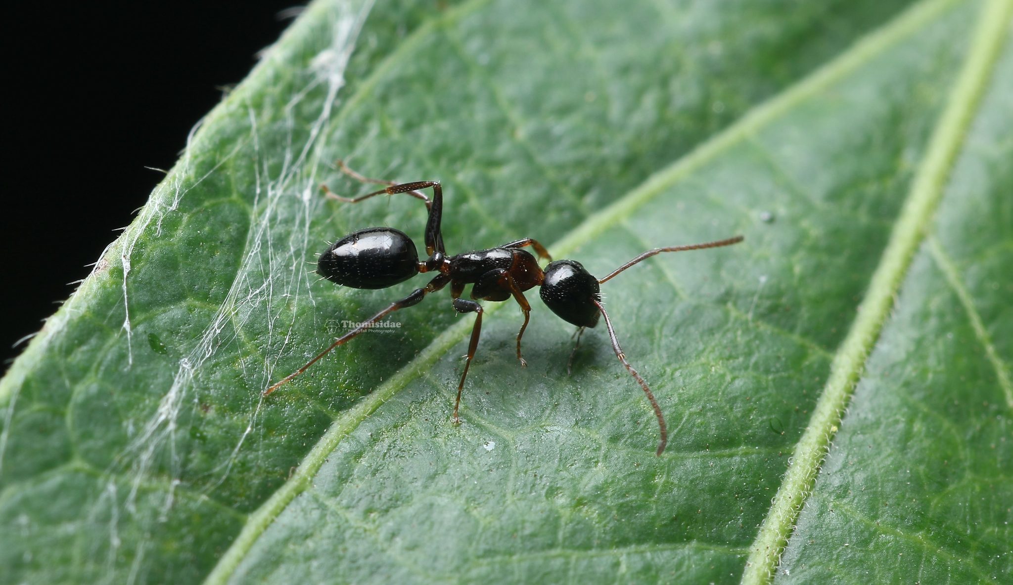 Camponotus vitiosus