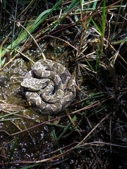 Bothrops pubescens