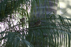 Passer domesticus
