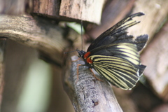 Chlosyne ehrenbergii